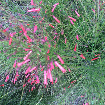 Red firecracker