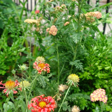 Carroll Gardens, Brooklyn Front Garden II