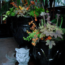 plants in containers