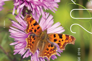 Schmetterlings Kalender 2016