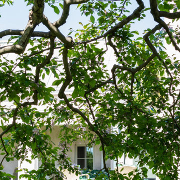Country Fruit Tree Pruning