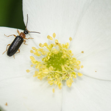 Anemone canadensis