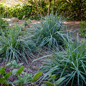 Canyon Prince Wild Rye