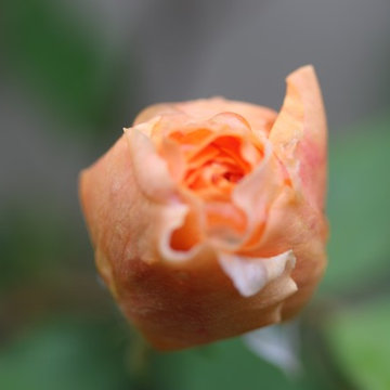 Rosebrook Garden 2017 Garden Tour