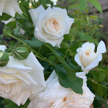 Honeymoon Arbor rose