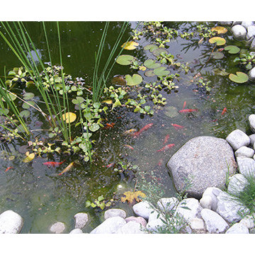 Water Features