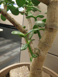 Jade Plant Didn't Sprout Two Branches at Pruning. | Houzz Forum
