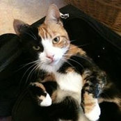Terena Lelliott's photo