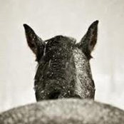 Niki Rowley's photo