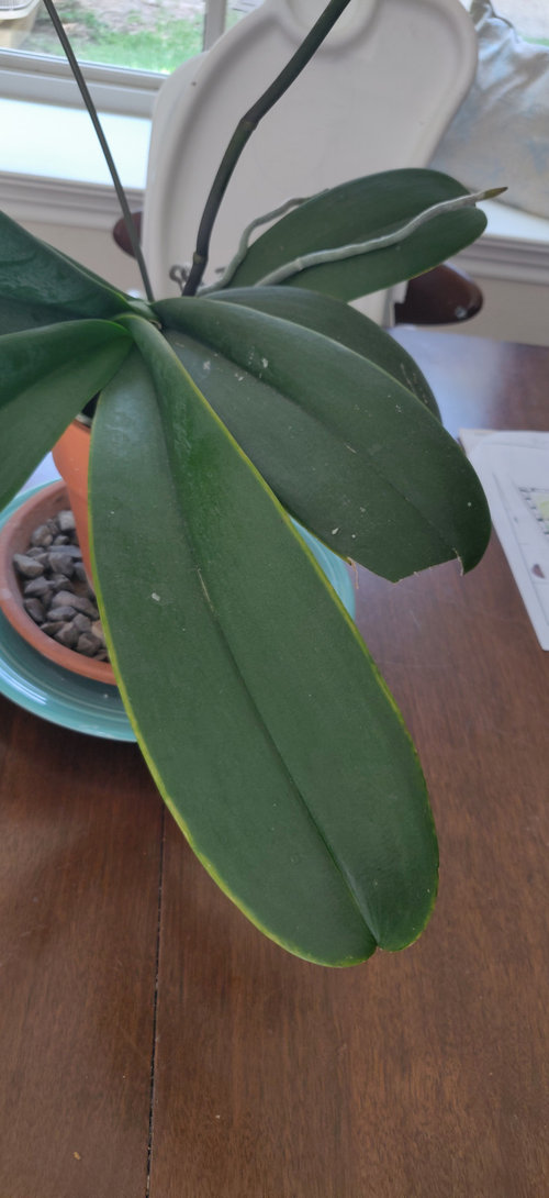 Orchid leaf edges turning yellow?