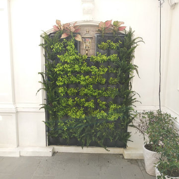 Dự án thi công vườn trên tường tại quán cafe Gò Vấp, Tp Hồ Chí Minh