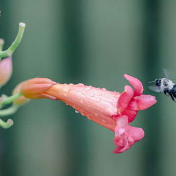 Steep hillside, Native plants for pollinators and birds