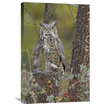 "Great Horned Owl Perching On Snag, British Columbia, Canada" Artwork