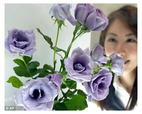 Suntory blue rose "Applause" genetically modified - but where is it?