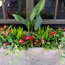Container Garden