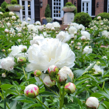 Pretty Duchess de Nemours Peony