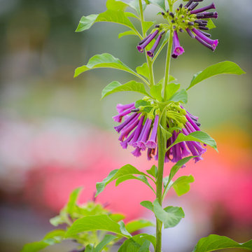 Flower Close-up