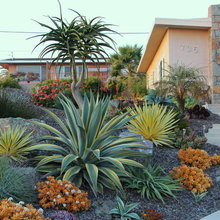Frontyard
