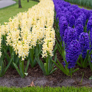 Keukenhof: World's Largest Bulb Garden