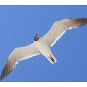 Marilu Ancona's photo