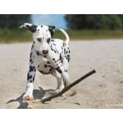 Karina Schultz's photo