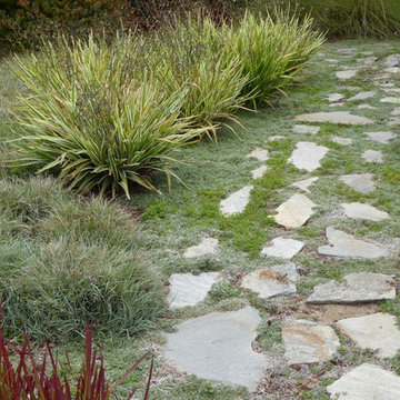 Carpinteria lawn replacement