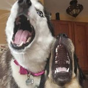 Danielle Harris's photo