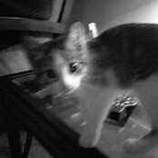 Dianne Beaman's photo