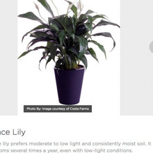 plants