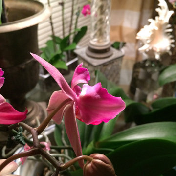 Blooming Orchids thrive when grouped together.