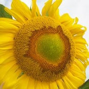 Beth Sturman's photo