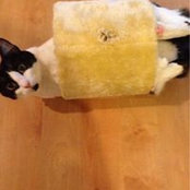 Tracy Dietz's photo
