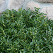 Bailie/Mercer Shade Garden