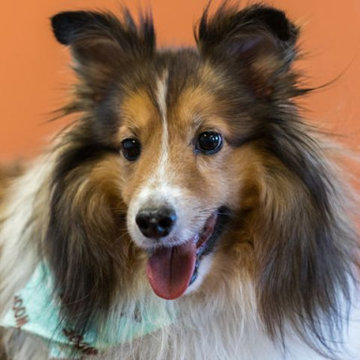 Pet Care Plus