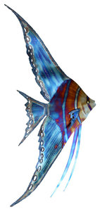 Coastal Home Decor 'Angelfish Right' - Tropical Fish Art on Stainless Steel