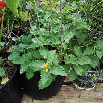 Plants for sell