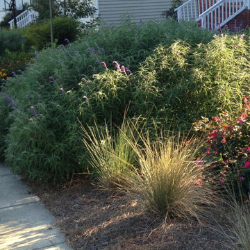 Perennial Planting