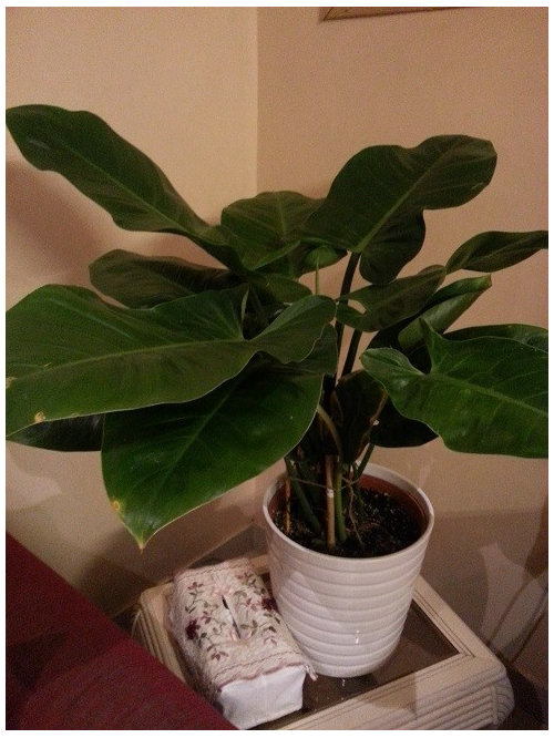 Help My Imperial Green Philodendron