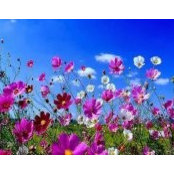 Carla Abraham's photo