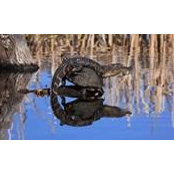 Melvin Howard's photo