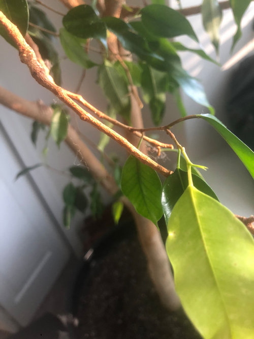 Please help! 40yr old Ficus tree dying