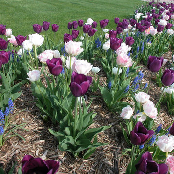Annuals & Bulbs with a little bit of water!