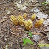 Fungus or plant? White pine-cone shaped