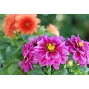 Tammy Davis's photo