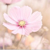 Mi Ca's photo
