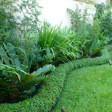 lawn