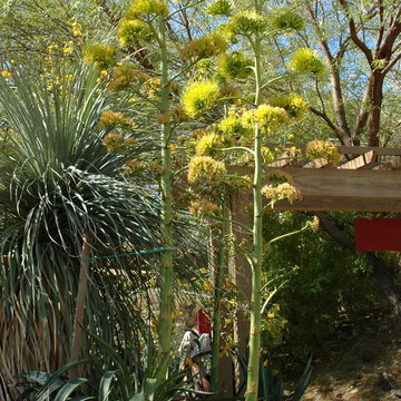 Succulents
