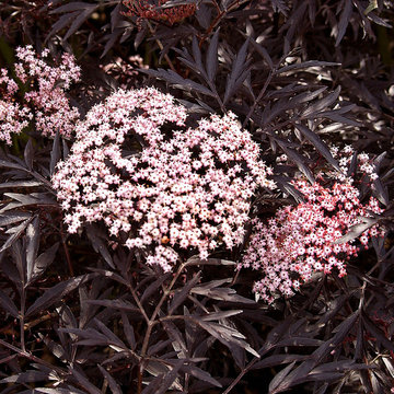 Black Lace™ Elderberry (Sambucus)