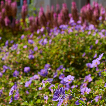 Landscape Design - Plant Combinations