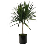 Scape Supply - Live 4' Tarzan Standered Package, Black - The Tarzan standard package includes a 4 foot Dracaena Tarzan grown with one main branch and a bushy top making a great tree looking option.  The Tarzan is similar to a Marginata with thin spikey leaves and a woody trunk.  They do great with low water and like a medium lit area.  They are easy to maintain and care for and extremely tolerant to a  non plant person.  The package includes our commercial grade planter in a color of your choice, deep dish saucer, and moss covering. The Tarzan lends a nice addition to a modern or southwest interior design style.  The bush top helps to give it some volume and fills a space similar to a medium sized tree.   The live tropical plant will arrive cleaned and ready for display in its' new home.
